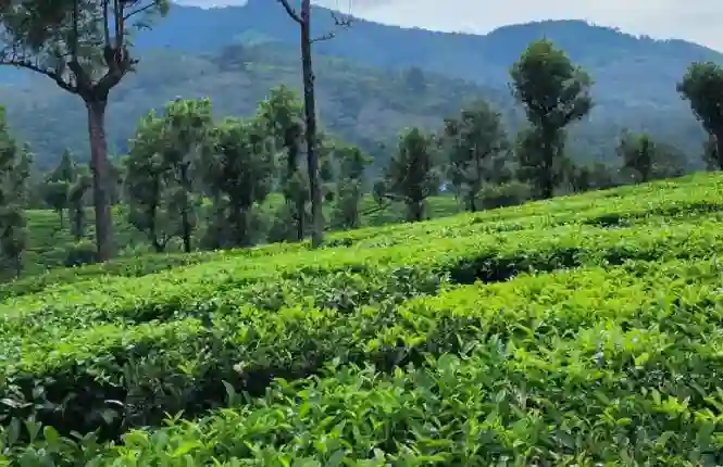 جولة في مزرعة الشاي